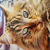 Photo de chat perdu à Gap