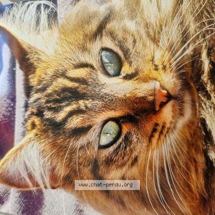 Photo 1/1 Florette Chat perdu à Gap