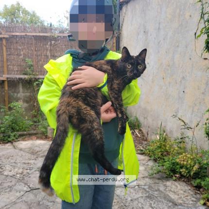 Photo de chat perdu à Toulouse