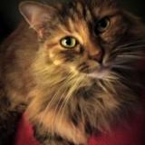 Photo de chat perdu à Hasnon