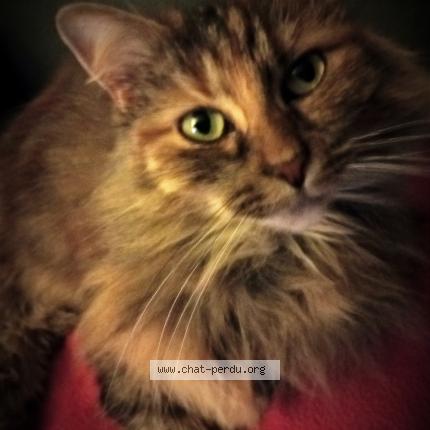 Photo 1/1 P&eacute;pette Chat perdu à Hasnon