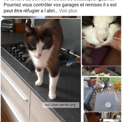 Photo 1/1 Chat retrouvé Perdu à Gazinet Cestad