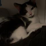 Photo de chat perdu à Nantes