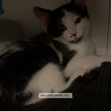 Photo 1/1 Chems Chat perdu à Nantes