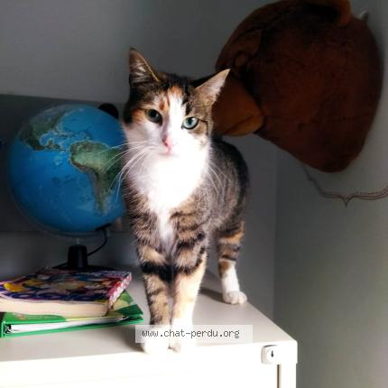 Photo 1/1 Marguerite Chat perdu à Bailleul