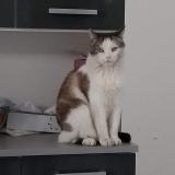 Photo de chat perdu à Libourne