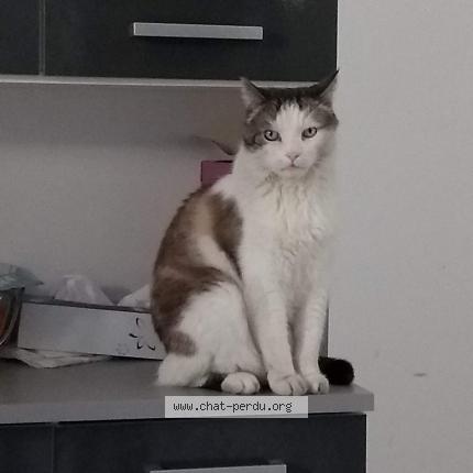 Photo 1/1 Lily Chat perdu à Libourne