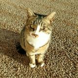 Photo de chat trouvé à Aix En Provence