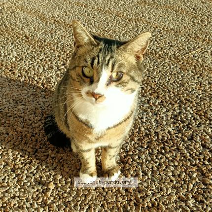 Photo 1/1 Chat trouvé Trouvé à Aix en provence