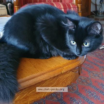 Photo de chat perdu à St Julien De Concelles
