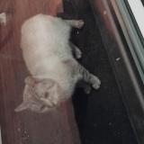 Photo de chat trouvé à Graces