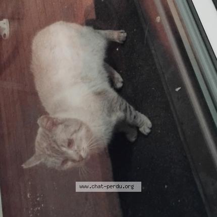 Photo 1/1 Chat trouvé Trouvé à Graces