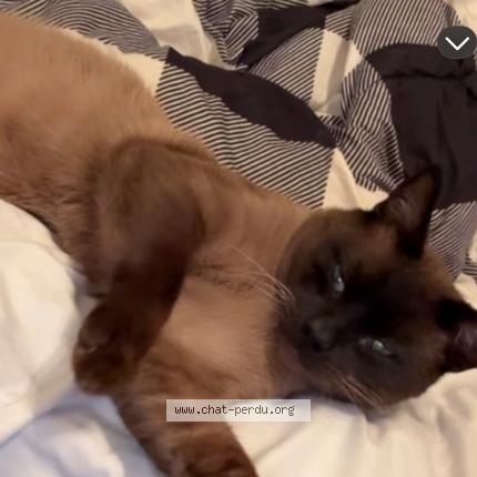 Photo 1/1 Chat retrouvé Perdu à Longueuil