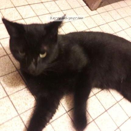 Photo 1/1 Ugo Chat perdu à Oloron ste marie