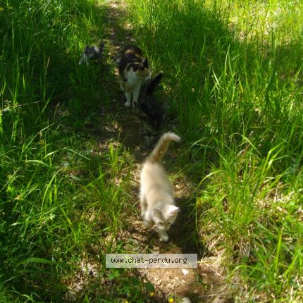 Photo 1/1 Crécrème Chat perdu à Souillac