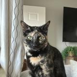 Photo de chat perdu à Warren