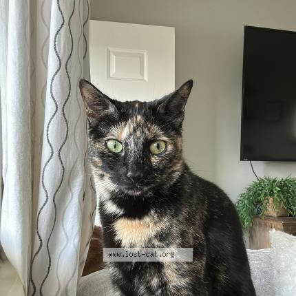 Photo 1/1 Nori Chat perdu à Warren