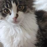 Photo de chat perdu à Montceau Les Mines