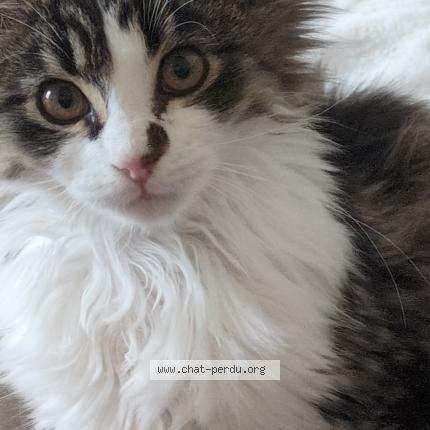 Photo 1/1 Delta Chat perdu à Montceau les mines