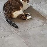 Photo de chat perdu à La Buissiere