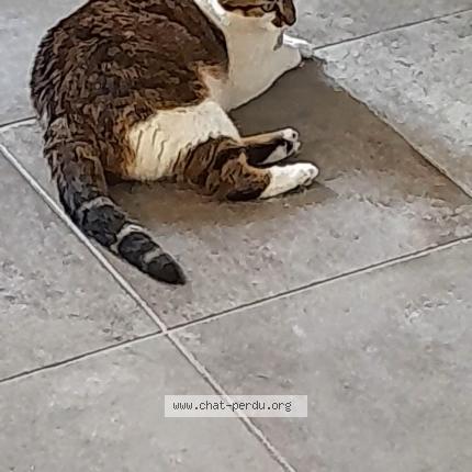 Photo 1/1 Titou Chat perdu à La buissiere