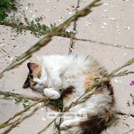 Photo 1/1 Duchesse Chat perdu à Sumene