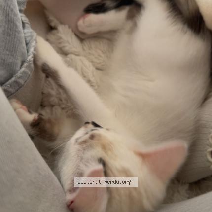 Photo 1/1 amaya Chat perdu à Gruissan