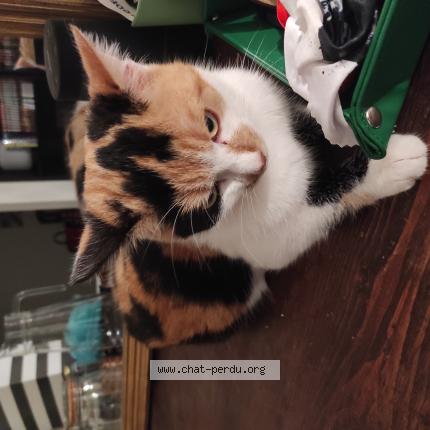 Photo 1/1 Chat retrouvé Trouvé à Chateauneuf sur loire