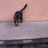 Photo de chat trouvé à Toulouse