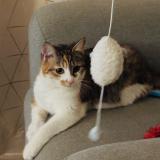 Photo de chat perdu à Saint Cyr Sur Loire