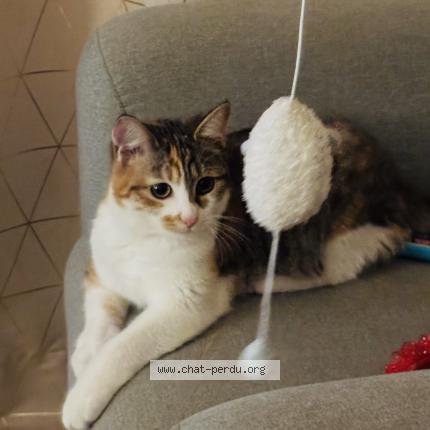 Photo 1/1 Pécan Chat perdu à Saint cyr sur loire