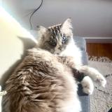 Photo de chat perdu à Cornillon