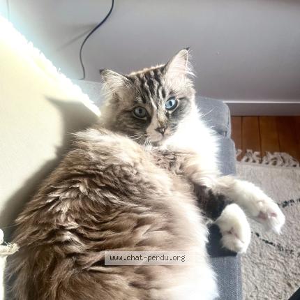 Photo 1/1 Perceval Chat perdu à Cornillon