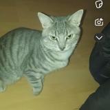 Photo de chat perdu à Laval