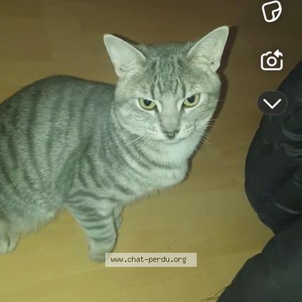 Photo 1/1 vagabon Chat perdu à Laval