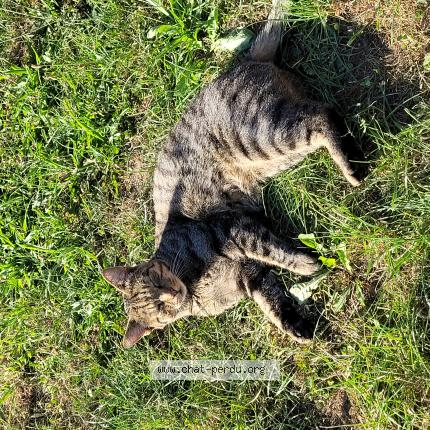 Photo 1/1 Chat retrouvé Perdu à Ransart