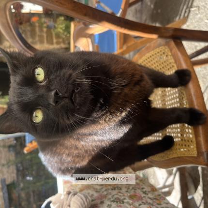 Photo 1/1 Ronron Chat perdu à Pupillin