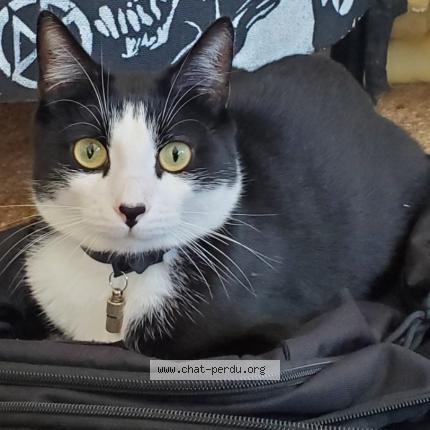 Photo 1/1 Chat retrouvé Perdu à Dax
