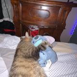 Photo de chat perdu à Anizy Le Grand