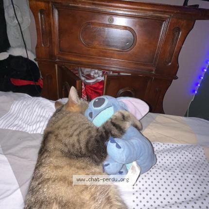 Photo 1/1 Minnete Chat perdu à Anizy le grand