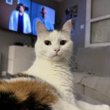 Photo de chat perdu à Cercier