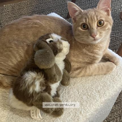 Photo 1/1 Barberousse Chat perdu à Nantes