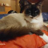 Photo de chat trouvé à Landes