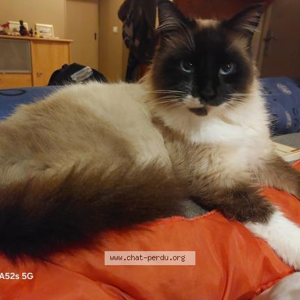 Photo 1/1 Chat trouvé Trouvé à Landes