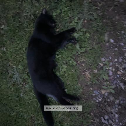 Photo 1/1 Chat trouvé Trouvé à Bretteville sur odon