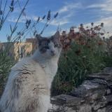 Photo de chat perdu à Bouvesse Quirieu