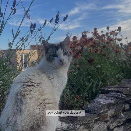 Photo 1/1 Mimi Chat perdu à Bouvesse quirieu