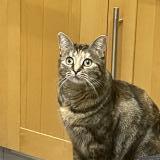 Photo de chat perdu à Molsheim