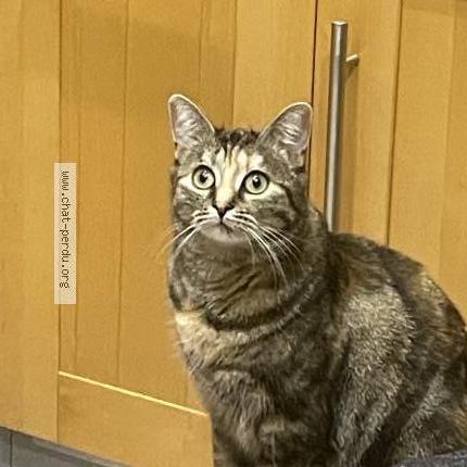 Photo 1/1 Pistache Chat perdu à Molsheim