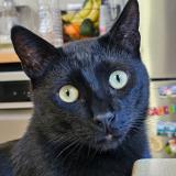 Photo de chat perdu à Marseille